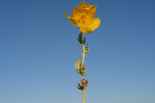 Glaucium flavum, the yellow horned poppy, yellow hornpoppy or sea poppy, is a summer flowering plant blue sky background. Selective focus. Close up. Isolated yellow flower.