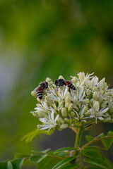 bee on a flower
