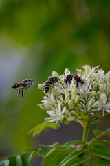 bee on a flower