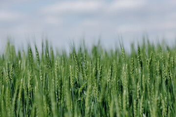  Green wheat in the field close-up against a cloudy blue sky