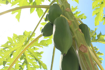 young papaya fruit on the tree during the day