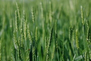  Ears of green wheat on the field close-up
