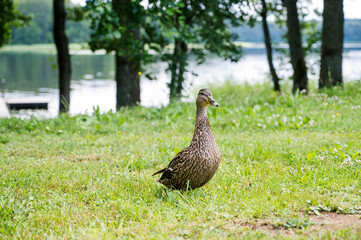 Duck on grass near lake. Summer nature. Wild bird.