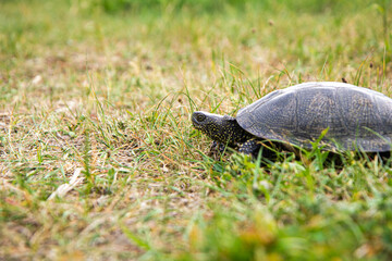 Land turtle in the grass, Copy space