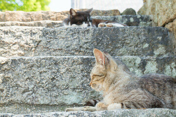 Fototapeta premium 夏の木陰でくつろぐ野良猫 