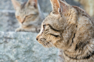 街角に暮らす野良猫