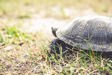 Close up view of land turtle in the grass. Soft focus and filter. Copy space