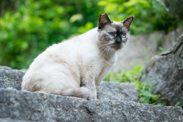 広島 尾道の街に暮らすユニークな模様の野良猫