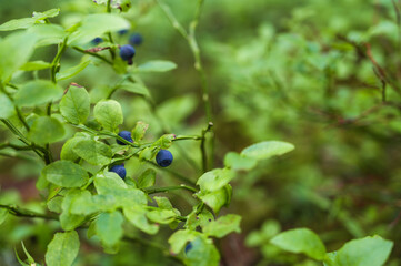 Close-up of blueberry growing on small bush in forest. Summer nature. Fresh berry.