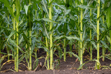 Corn field in the morning. Row of corn stems in summer field