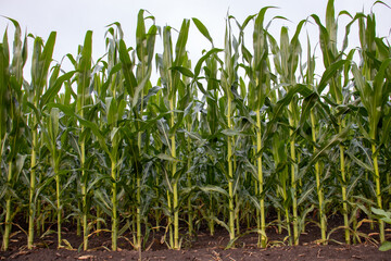 Obraz premium Corn field in the morning. Row of corn stems in summer field