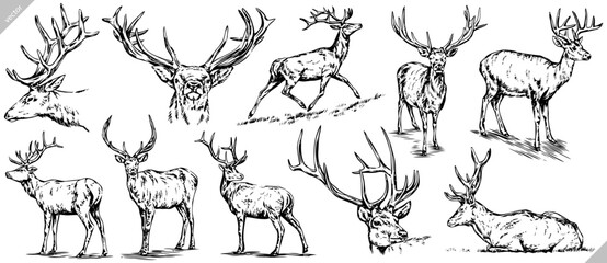 Vintage engrave isolated deer set illustration ink sketch. Wild doe stag background reindeer vector art - obrazy, fototapety, plakaty