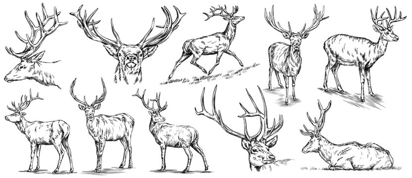Vintage engrave isolated deer set illustration ink sketch. Wild doe stag background reindeer art