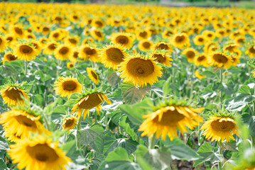 field of sunflowers in summer