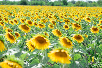 field of sunflowers in summer