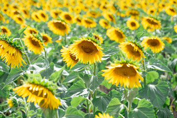 field of sunflowers in summer