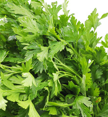 close-up fresh green parsley leaves background
