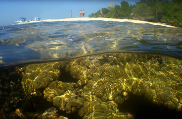 coral reef in the caribbean sea