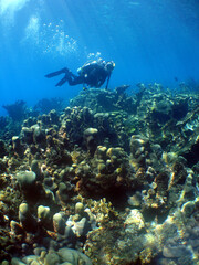 Naklejka na ściany i meble scuba diver , caribbean sea , Venezuela