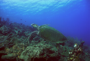 Naklejka na ściany i meble sea ​​turtle in its natural environment in the caribbean sea
