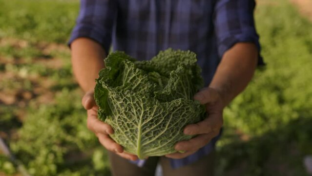 farmer's hands showing fresh raw green harvested cabbage 