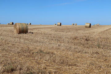 Fototapeta premium Champs en campagne