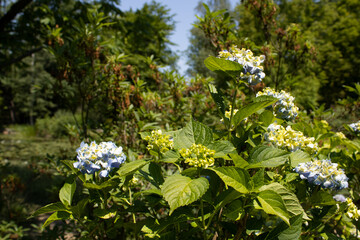 Beautiful Flowers in Wrocław Park