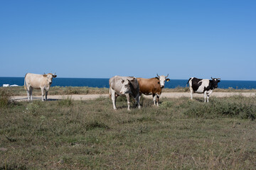 Cows roaming and feeding freely in meadows Floodplain forest Igneada National Park Turkey. Igneada, iğneada district Kirklareli city Turkey
