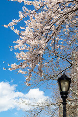 White Cherry Blossom Tree and a Street Light on Roosevelt Island in New York City during Spring