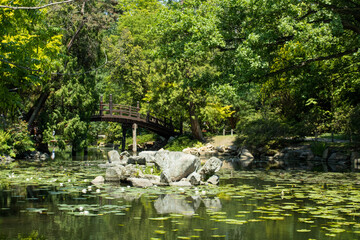 Obraz na płótnie Canvas a powerful park with a bridge. Nature caresses us.