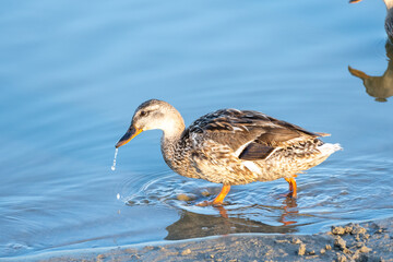 Fototapeta premium duck on the water Floodplain forest Igneada National Park Turkey. Igneada, iğneada district Kirklareli city Turkey