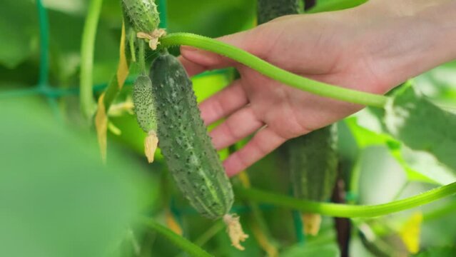 Close-up of farmer's hand picking green ripe cucumber from a branch in greenhouse. Fresh organic vegetable harvesting. Vegan food concept.