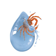 araignée de mer, crustacé, fruits de mer, carapace, poisson, fraîcheur, délicieux, cuisiné, bouilli, bon vivant, repas, frais, blanc