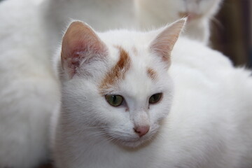 Tête chaton bicolore
