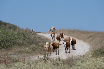 Cows roaming and feeding freely in meadows