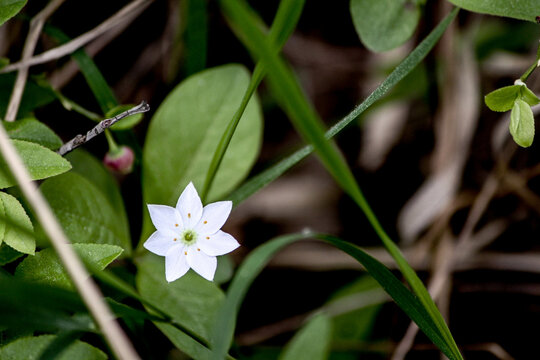 Arctic Star One white Trientalis europaea flower in green foliage close-up