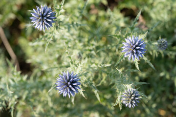 Bluish ball plant