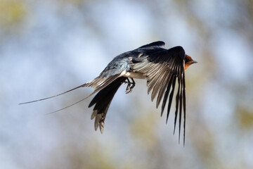 Barn swallow