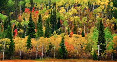 Obraz premium Forest Forrest Aspen Birch Pine Wild Wilderness Mountains