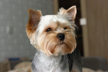 Funny cute Yorkshire Terrier little dog with a beautiful haircut in a modern interior. Canine pet at home. Puppy doggy portrait close up. Hairy dog muzzle after grooming. Domestic animal indoors.