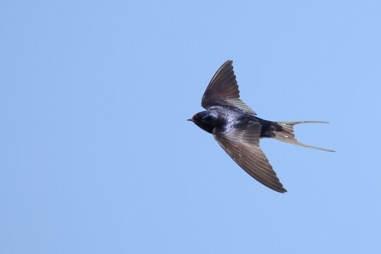 Barn swallow