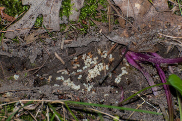 Colony of  black ants tending to larvae.