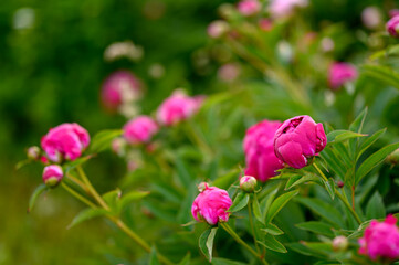 Peony with dark red flowers. From about the 16th century. A bushy variety, Rubra plena, often found in home gardens. With higher growth and later flowering time.