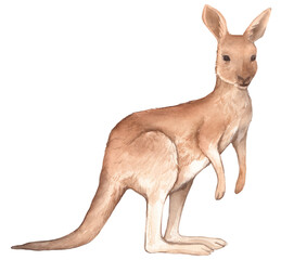 Watercolor kangaroo illustration. Hand drawn australian animals. Isolated elements on white background