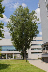 A tall tree, with a beautiful, unusual arrangement of branches