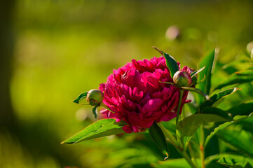 Peony with dark red flowers. From about the 16th century. A bushy variety, Rubra plena, often found in home gardens. With higher growth and later flowering time.