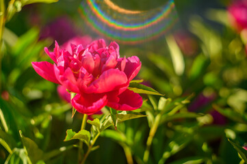 Peony with dark red flowers. From about the 16th century. A bushy variety, Rubra plena, often found...