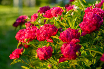 Peony with dark red flowers. From about the 16th century. A bushy variety, Rubra plena, often found in home gardens. With higher growth and later flowering time.