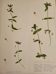 Herbier