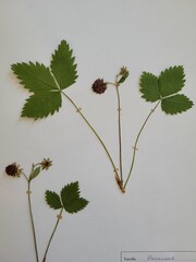 Herbier 